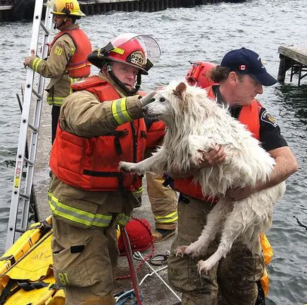 Fotografii pompieri curajos salvare animale de foc