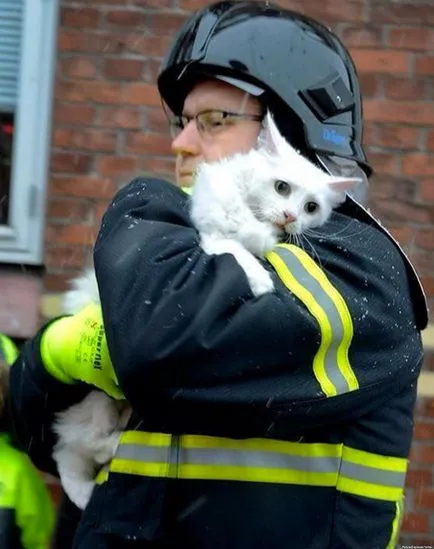 Fényképek bátor tűzoltók megmentésére az állatok a tűz