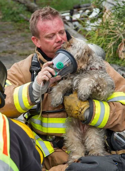 Fotografii pompieri curajos salvare animale de foc