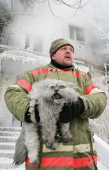 Fényképek bátor tűzoltók megmentésére az állatok a tűz