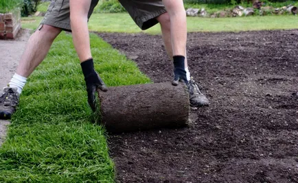 Shade tolerant iarbă - compoziția iarbă, tipuri de peluze și recenzii