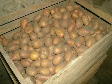 температура на съхранение на картофи през зимата на балкона, в мазето