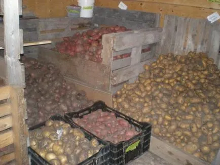температура на съхранение на картофи през зимата на балкона, в мазето