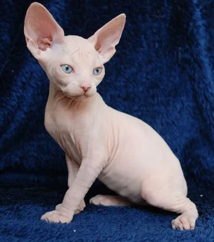 Culorile Tabelul de pisici Sphynx