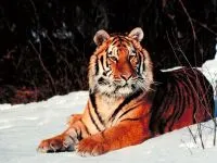 Tiger, Амур сибирски тигър (Panthera Тигър), местообитание, лов, тегло, маса,