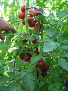 soiuri de tomate de descriere Barao, comentarii, fotografii, descrierea