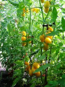 soiuri de tomate de descriere Barao, comentarii, fotografii, descrierea