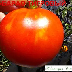 soiuri de tomate de descriere Barao, comentarii, fotografii, descrierea