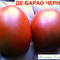 soiuri de tomate de descriere Barao, comentarii, fotografii, descrierea