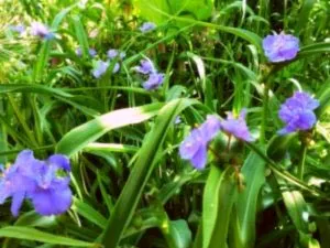 Tradescantia de îngrijire la aterizare acasă în teren deschis