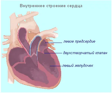 Testul în biologie „sistemul cardiovascular“