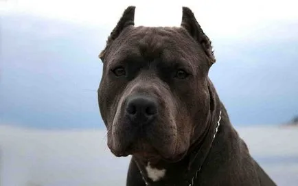 Top 10 legveszélyesebb kutyafajták a világon áttekintést, egy rövid leírást és fotó