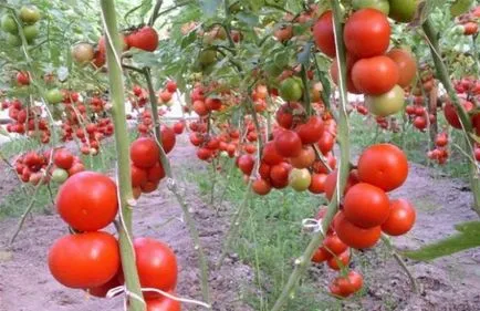 Tomate - cristal - f1, caracterizarea și descrierea soiului, randament, fotografie