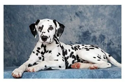 Top 10 cele mai periculoase rase de câini - rating de top, interesant