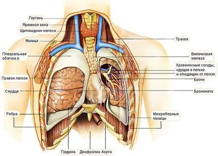 Timómasejteket mediastinalis csecsemőmirigy rák kezelésében, prognózisa a műtét után