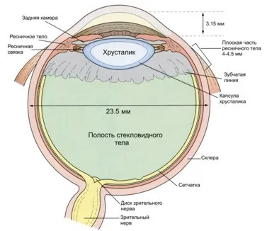 Oamenii de știință au creat o retina artificiala, care ar putea restabili viziune