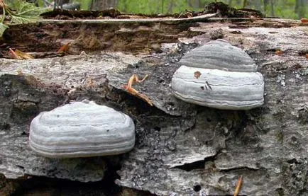 Polypore leírásban a terápiás tulajdonságainak és alkalmazások