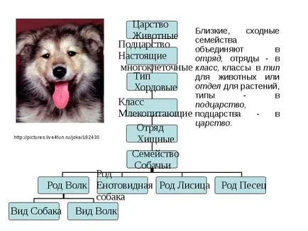 Prezentarea lecție despre ceea ce sistematicii - free download