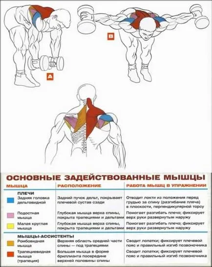 Упражнения за снимката на раменете и видео