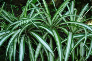 Грижа, развъждане и болест Chlorophytum у дома (снимки и видео съвети)