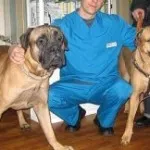 Veterinarii Dr. gestendorfa libertatea de stradă - suna veterinarul la domiciliu, toate clinica veterinara de la Moscova
