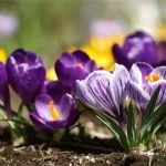 Tavaszi ünnepek fontos ideje, hogy a térségben