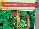 Видео) без домати разсад (от вкоренена доведени деца) група в семинара градинари