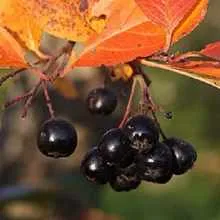 Növekvő Aronia, családi ház