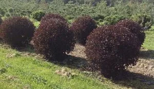 Cultivarea utilizarea physocarpus de îngrijire kalinolistnogo în design peisaj, fotografie