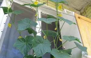 Növekvő uborka az ablak megfelelő ellátást, hogyan növekszik és a betakarítás