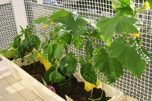 Cultivarea castraveți pe îngrijirea adecvată fereastră, cum să crească și recolta