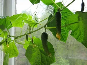 Отглеждане на краставици прозорец подходящи грижи, как да растат и реколтата