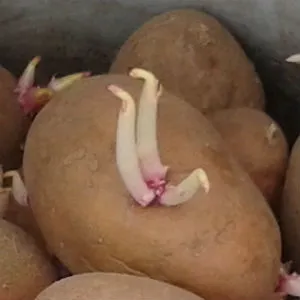 високодобивни отглеждането на картофи