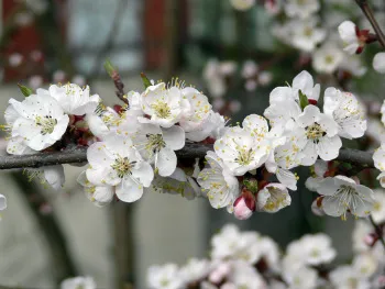 Cherry termelékenység, nagyobb terméshozam, a mi