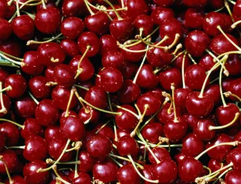 Cherry termelékenység, nagyobb terméshozam, a mi