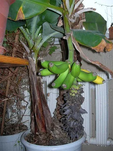 Ние растем банани у дома!