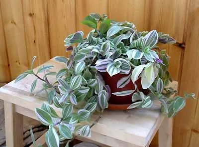 Отглеждане и грижи за Tradescantia у дома