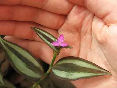 Отглеждане и грижи за Tradescantia у дома