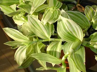 Отглеждане и грижи за Tradescantia у дома