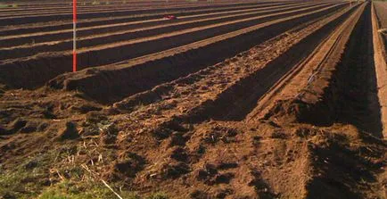 A termesztés szamóca (Fragaria) a gerincen