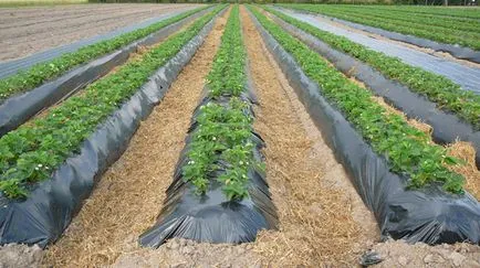 A termesztés szamóca (Fragaria) a gerincen