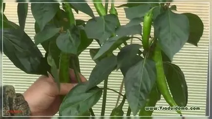 Növekvő csípős paprika otthon, a helyszínen a kertben, ház és a szobanövények