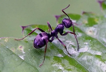 Ant élő fajok a helyszínek, és behatolnak a faház, hogyan kell kezelni őket