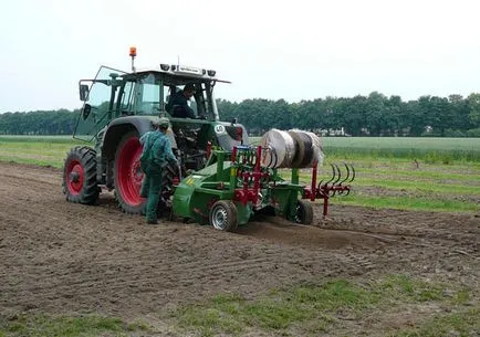 Cultivarea căpșuni (Fragaria) pe creasta