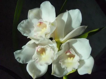 specii de orhidee