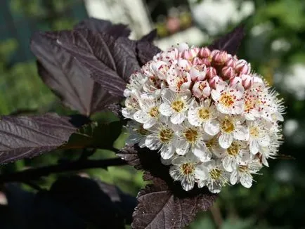 Növekvő physocarpus kalinolistnogo ellátás felhasználása kerttervezés, fotó