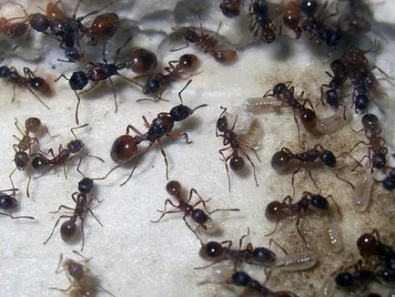 Ant élő fajok a helyszínek, és behatolnak a faház, hogyan kell kezelni őket