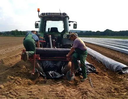 A termesztés szamóca (Fragaria) a gerincen