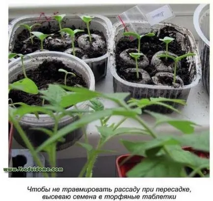 Növekvő uborka üvegházban alkalmazása biológiai termékek, a helyszínen a kertben, ház és a szobanövények