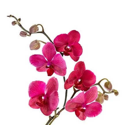 orchidea faj
